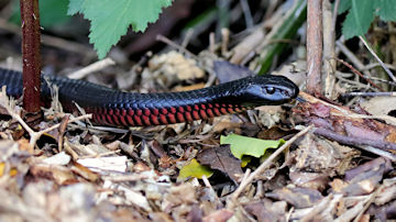 Wallpaper thumb: Red-bellied Black Snake